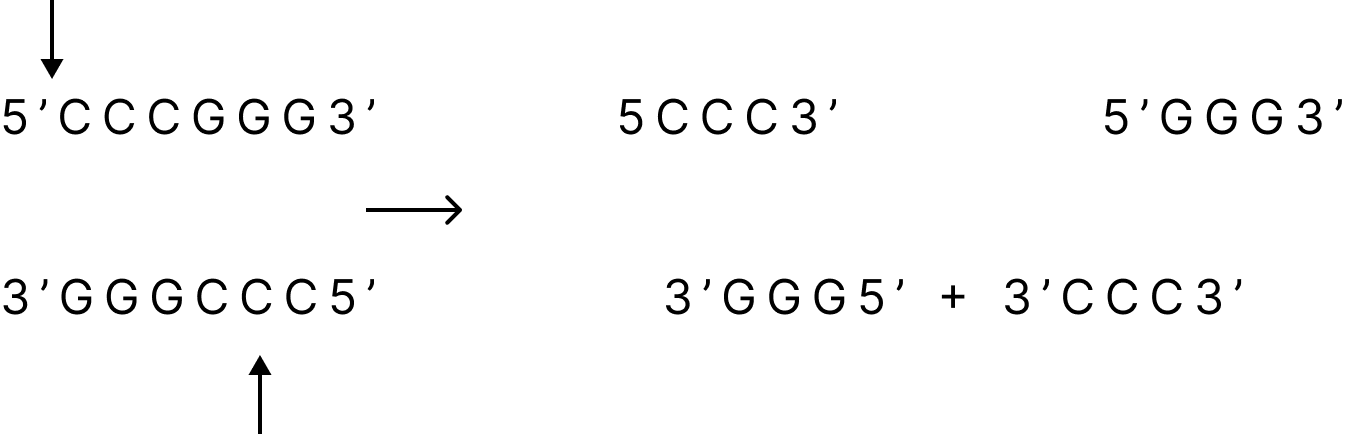 Restriction Enzymes generating Blunt ends