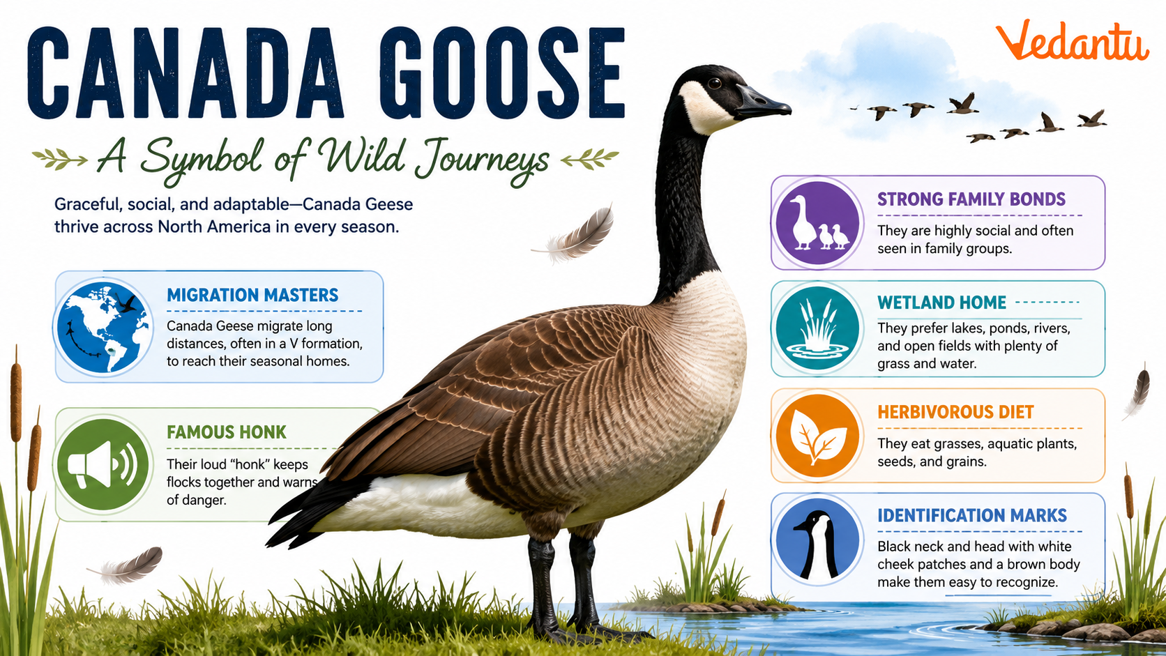Canada Goose standing near water