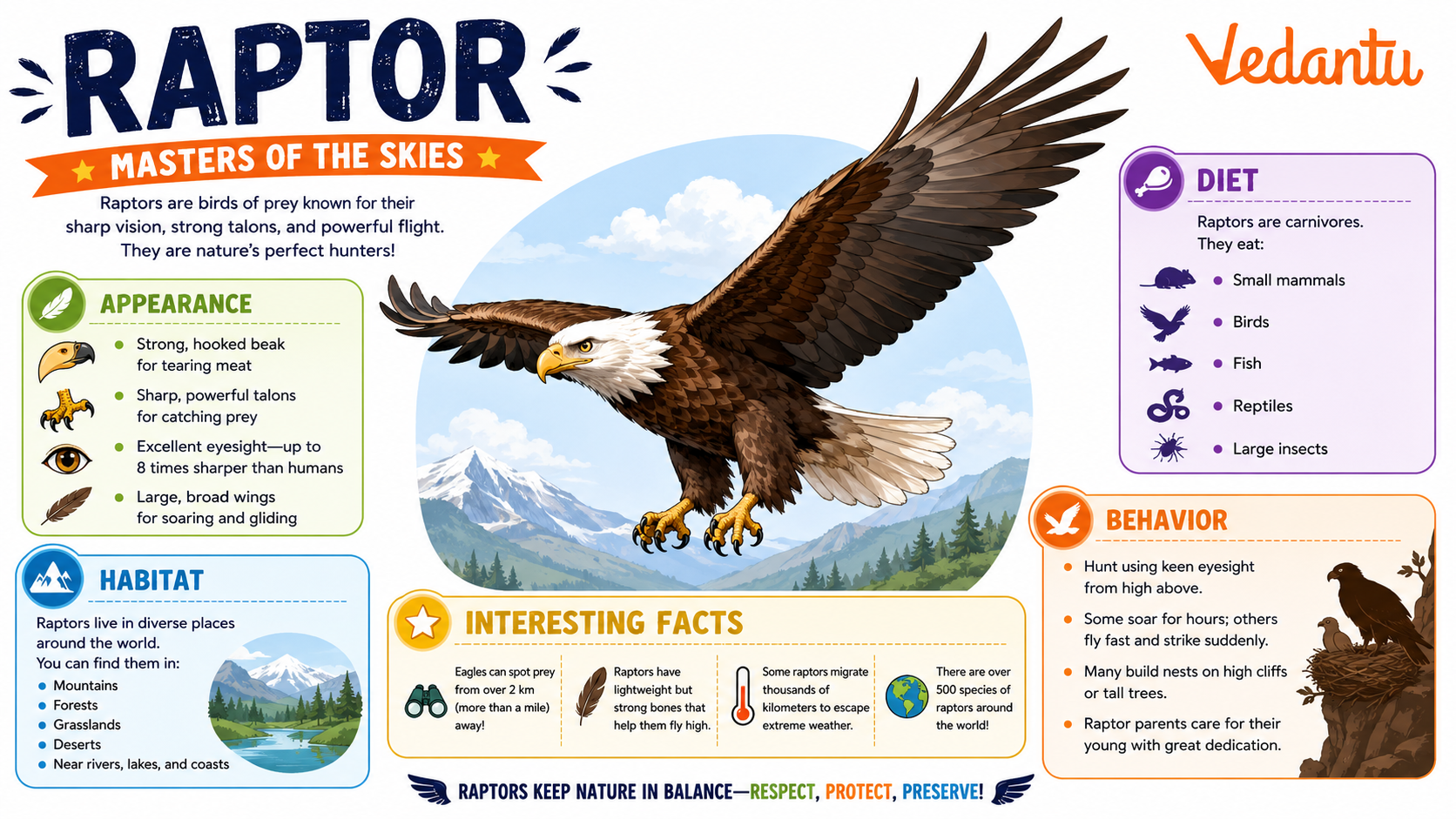 Raptor bird of prey with sharp talons and hooked beak