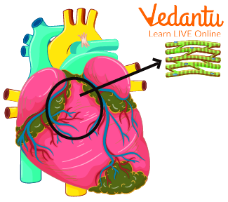 Cardiac Muscles