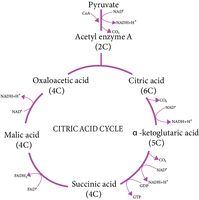 Citric Acid Cycle/ Tricarboxylic Acid (TCA)Cycle/ Krebs Cycle