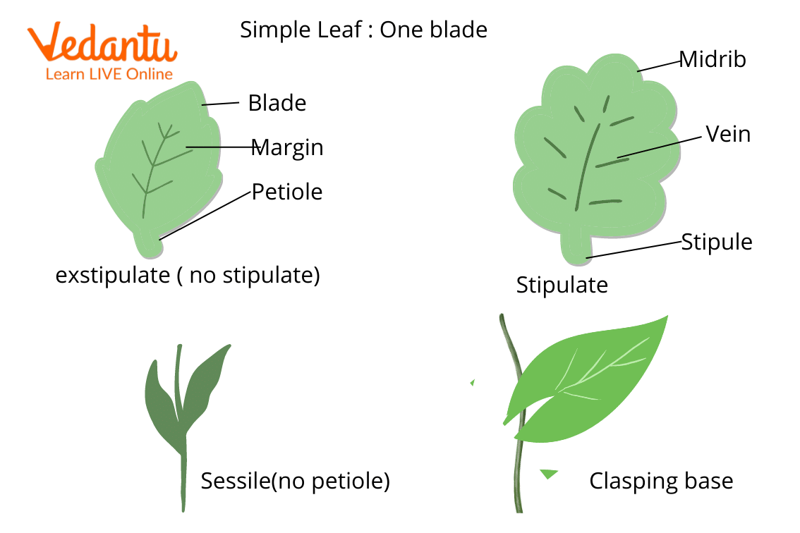 Simple Leaf