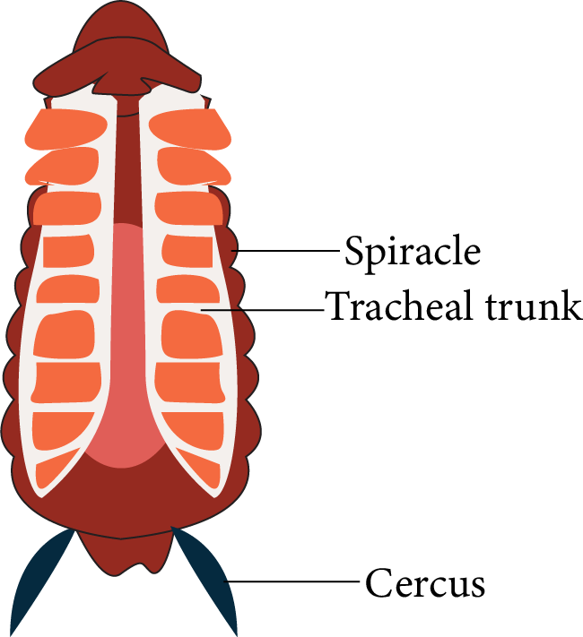 Excretory System of Cockroach