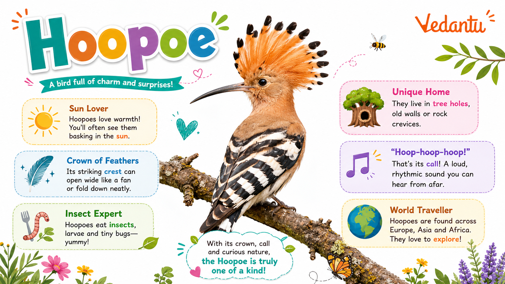 Hoopoe bird with fan-shaped crest and striped wings