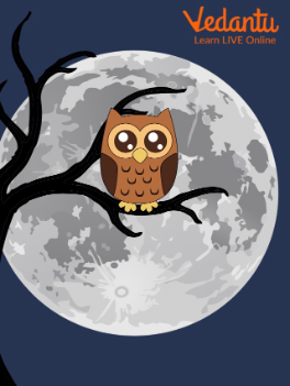 Owl in Night