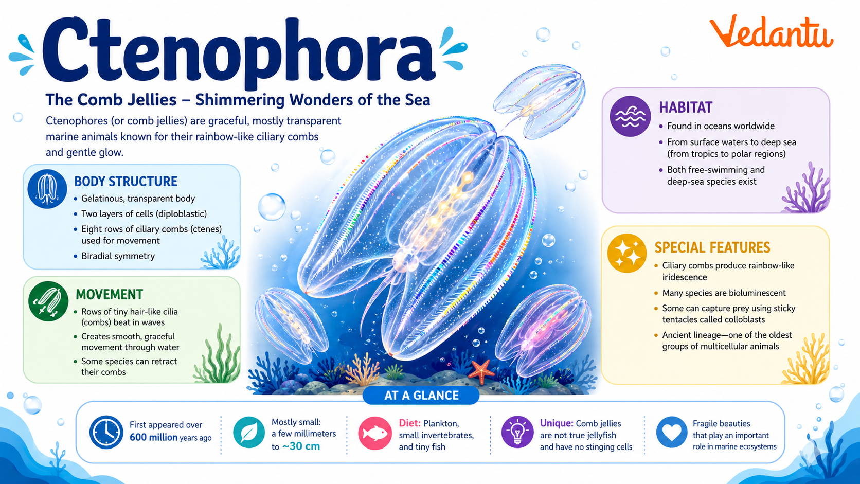 Ctenophora comb jelly floating in ocean water