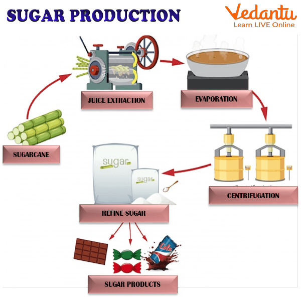 Production of Sugar