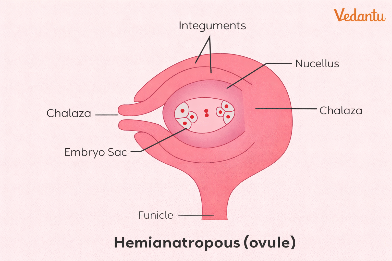 Hemitropous Ovule