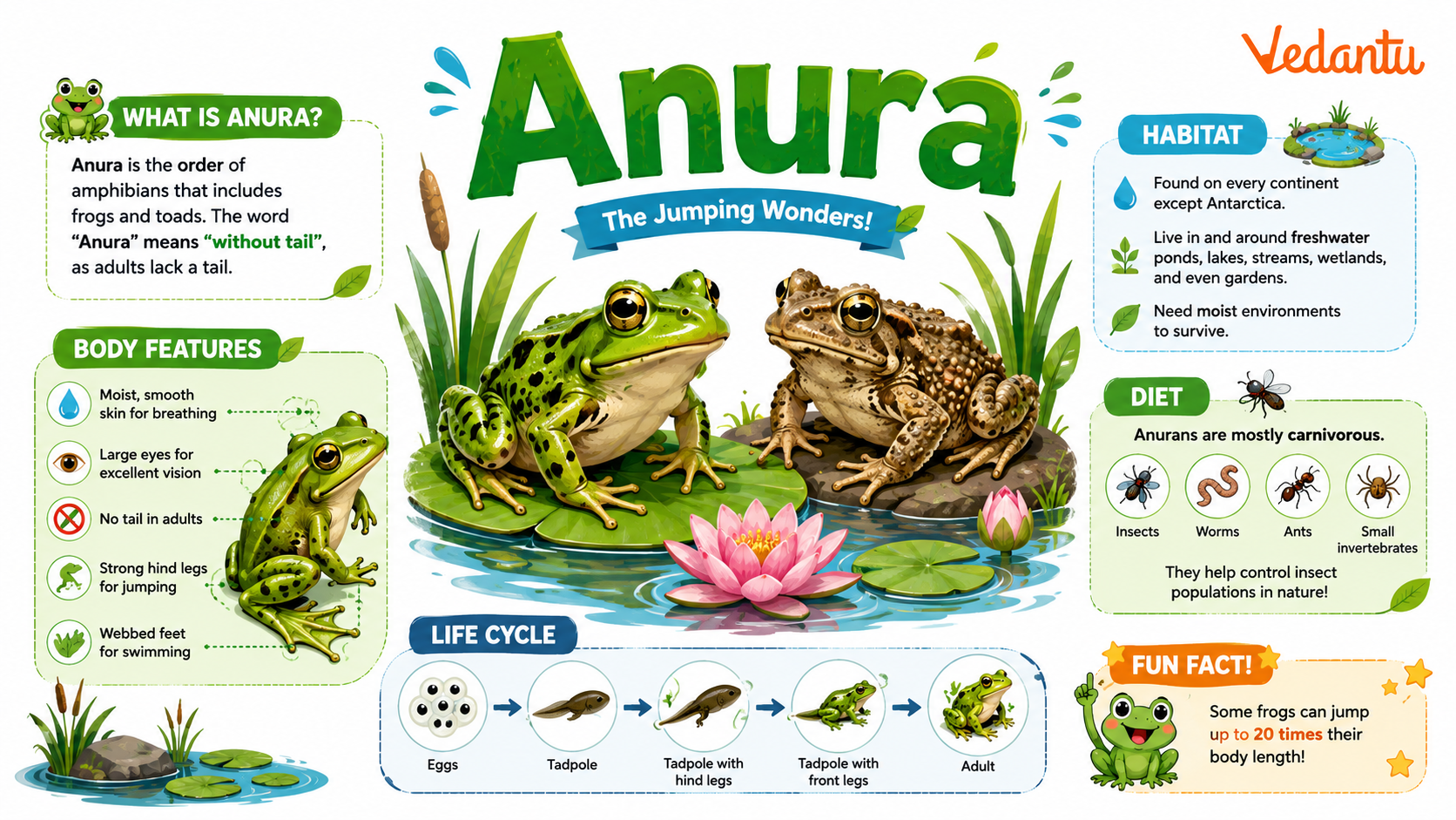 Anura frogs and toads