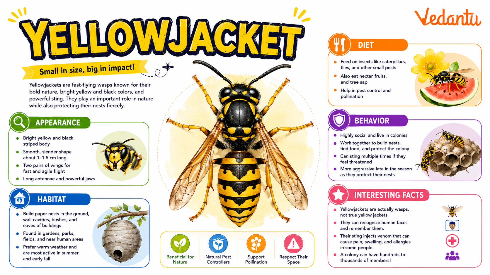 Yellowjacket insect with yellow and black striped body