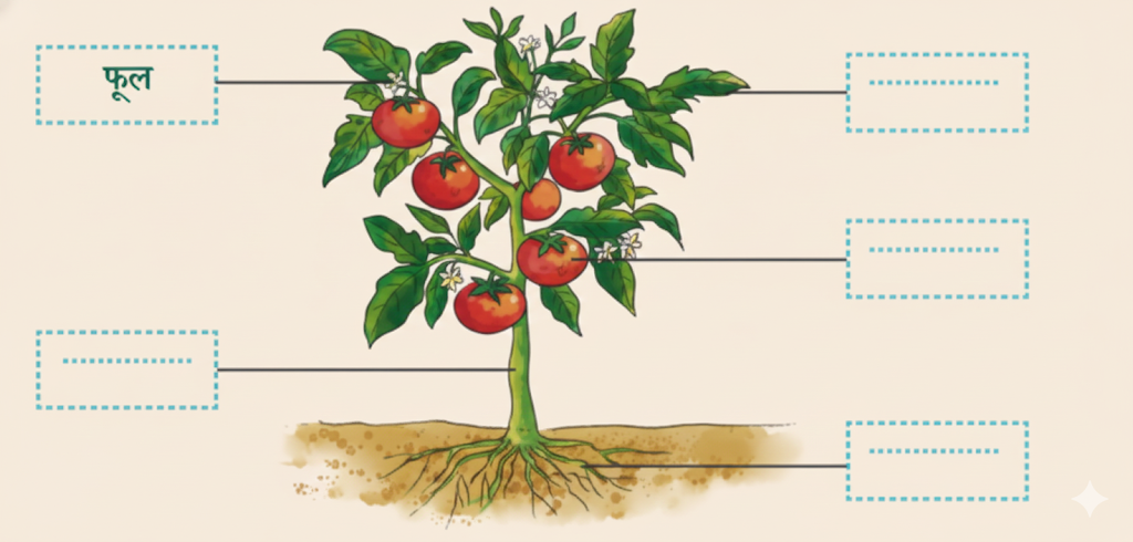 समझिए और लिखिए -पौधे के विभिन्न भागों