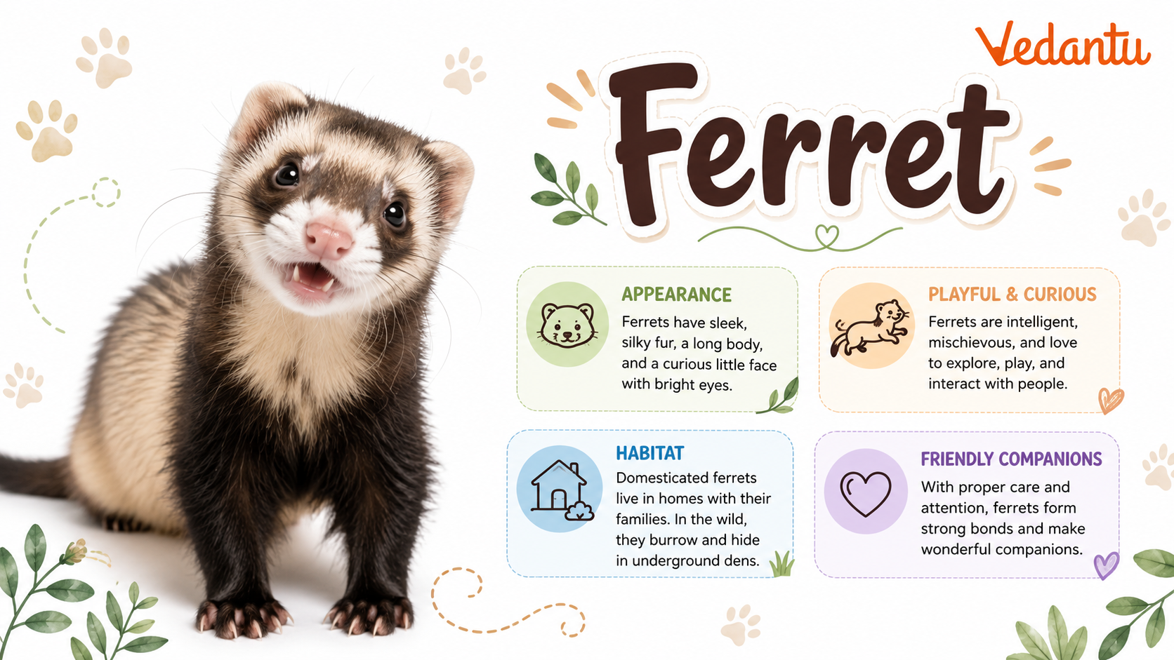 Ferret