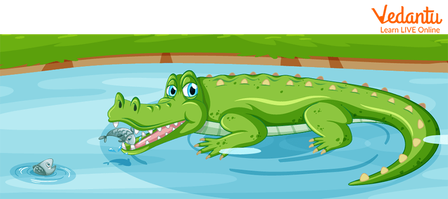 Crocodile Gobbles the Fish