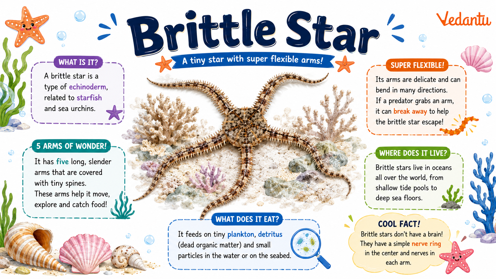 Brittle Star marine animal on ocean floor