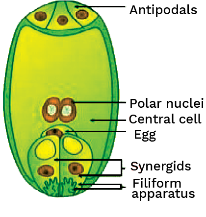 Structure of an Embryo Sac