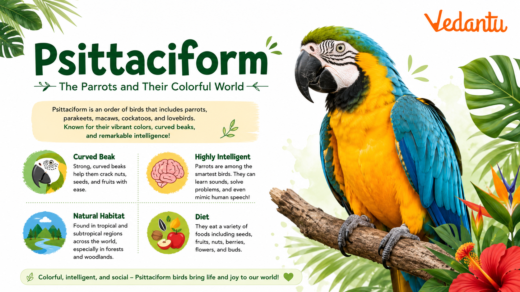 Psittaciform bird with curved beak and colourful feathers