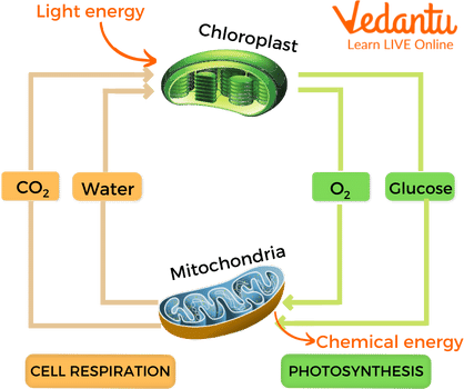 Relationship Between Photosynthesis and Respiration