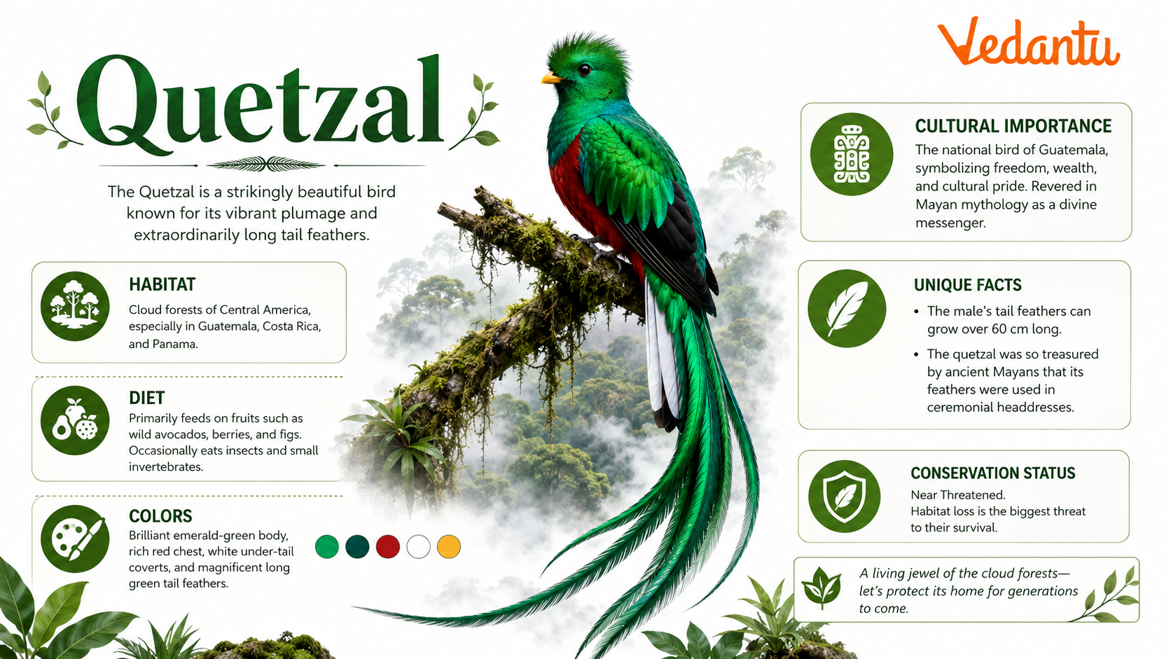 Quetzal bird with bright green feathers and long tail