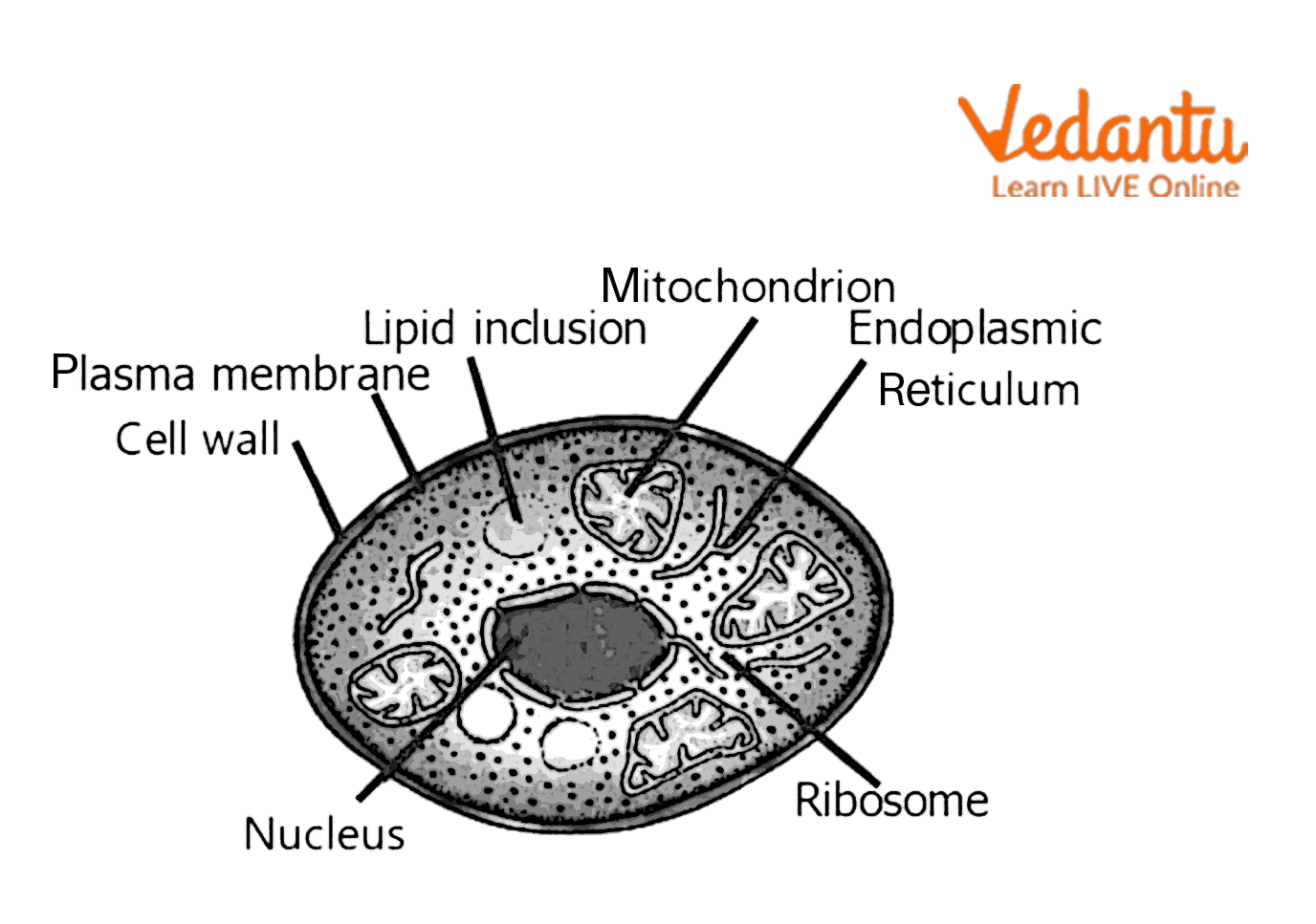 Fungi Cell