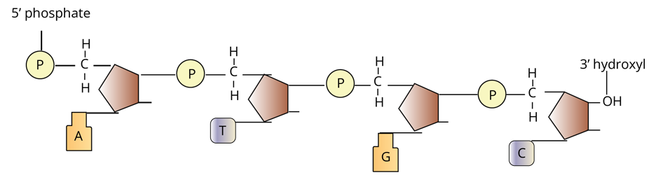 Structure of Polynucleotide Chain