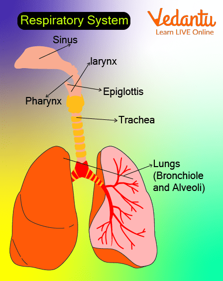 Respiratory System