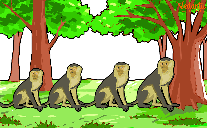 Monkey Troops