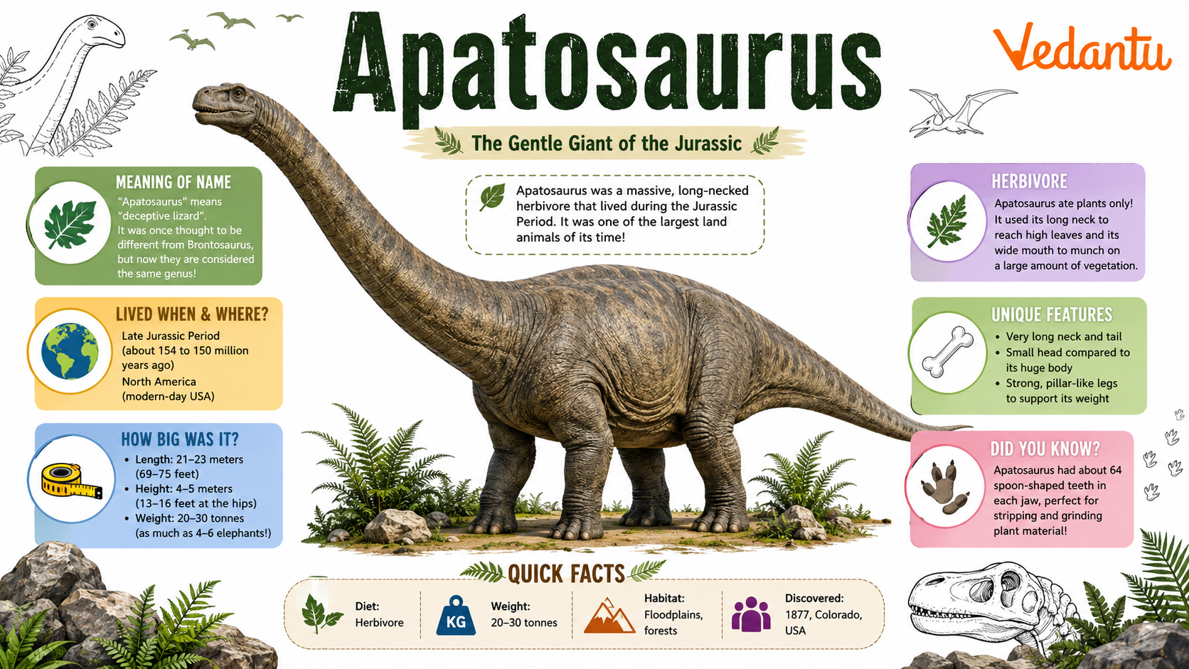 Apatosaurus dinosaur with long neck and massive body