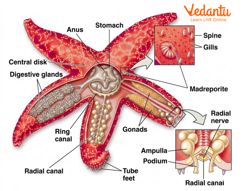 Digestive System of Starfish