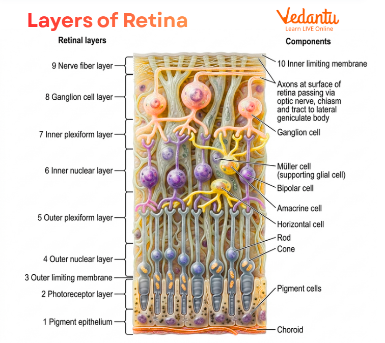 Layers of Retina