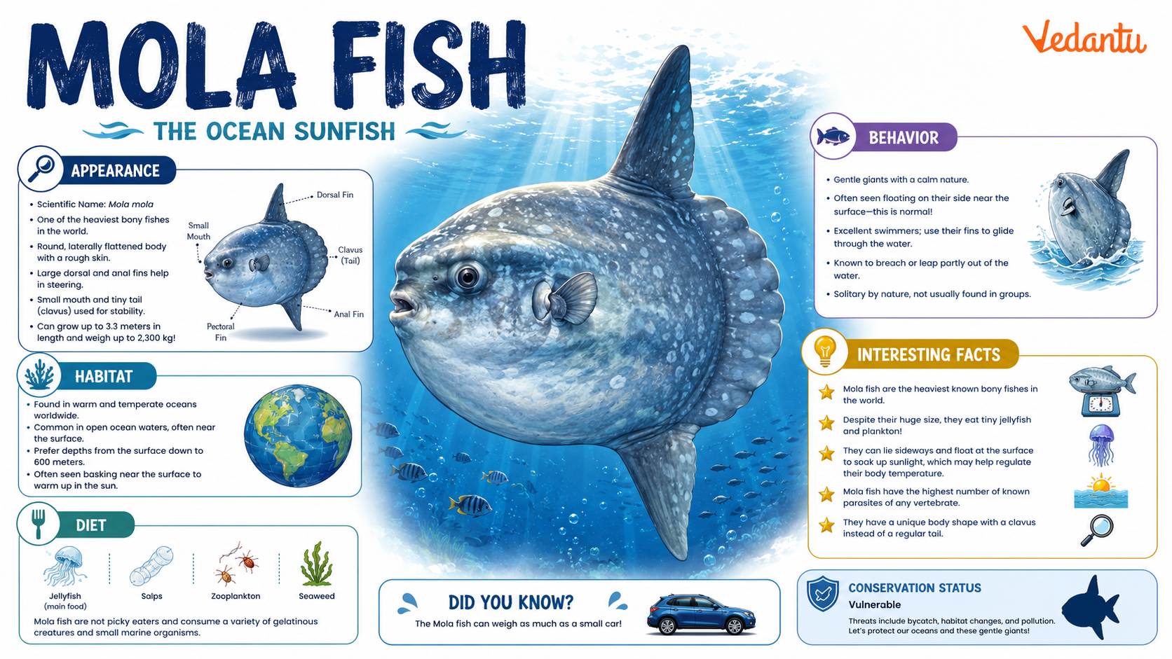 Mola Fish swimming in the ocean