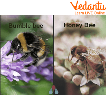 Honey Bees vs Bumblebees
