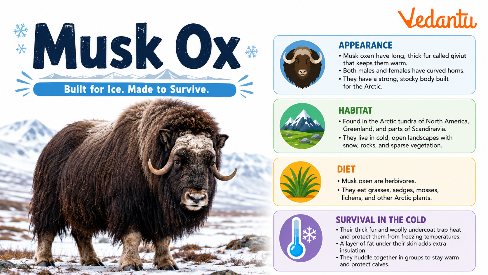 Musk Ox in Arctic tundra habitat