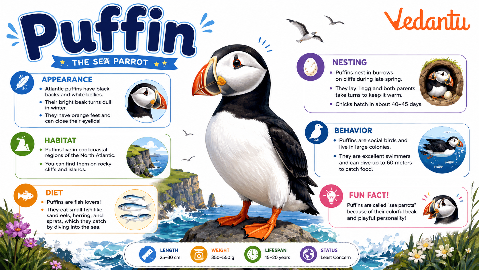 Puffin bird with colourful beak standing on a cliff