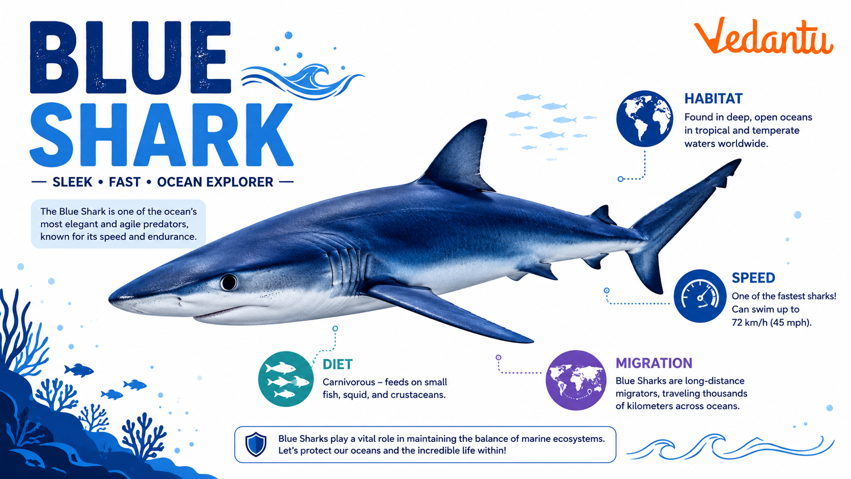 Blue Shark swimming in the ocean