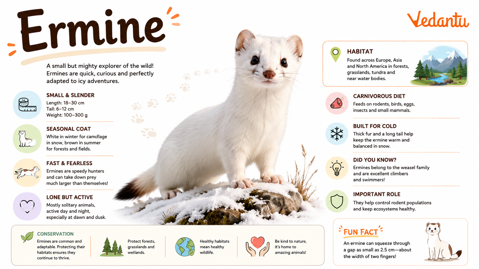 Ermine Mammal