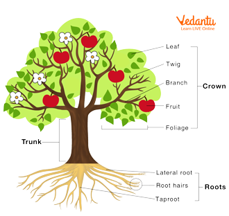 Parts of a Tree