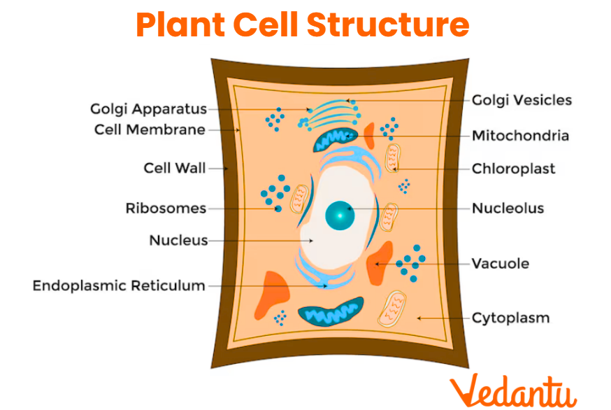 Plant Cell Structure Parts Functions Types And Diagram Labeled Plant