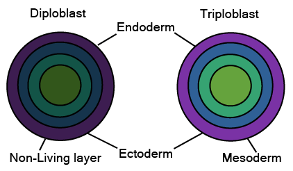 Diploblastic and Triploblastic Organisation