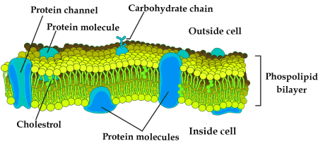 Fluid-mosaic model of the plasma membrane.