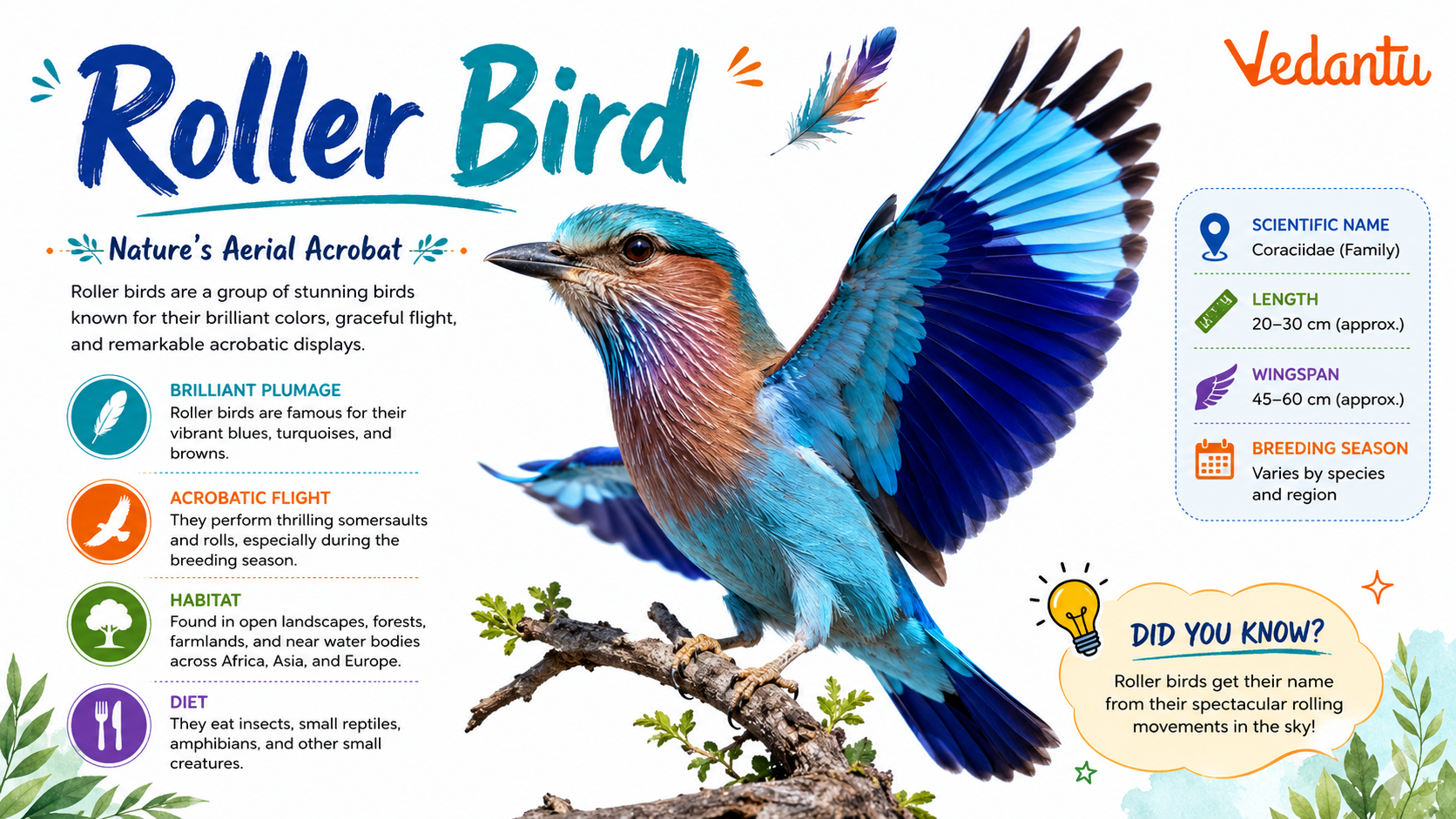Roller Bird with bright blue wings perched on a branch