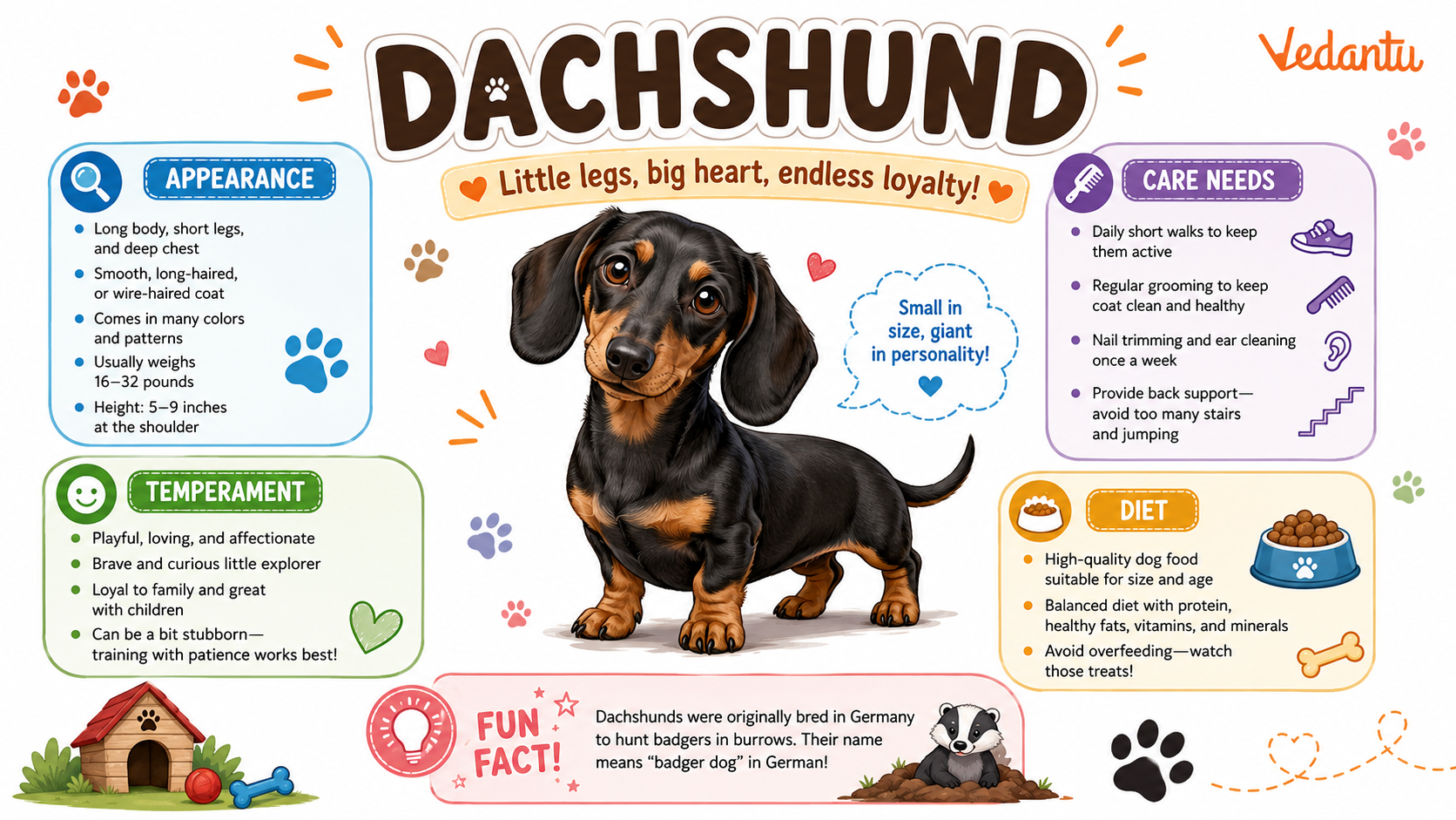 Dachshund dog with long body and short legs