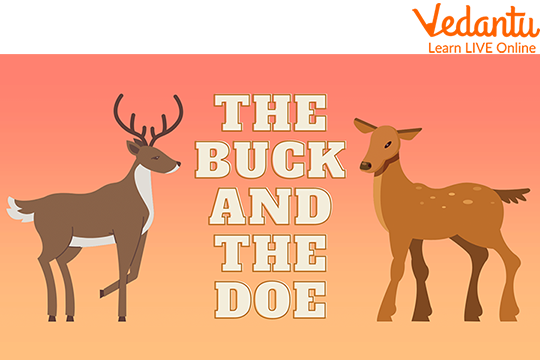 Buck and Doe