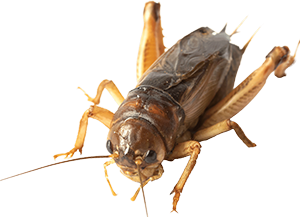 Two-legged crickets