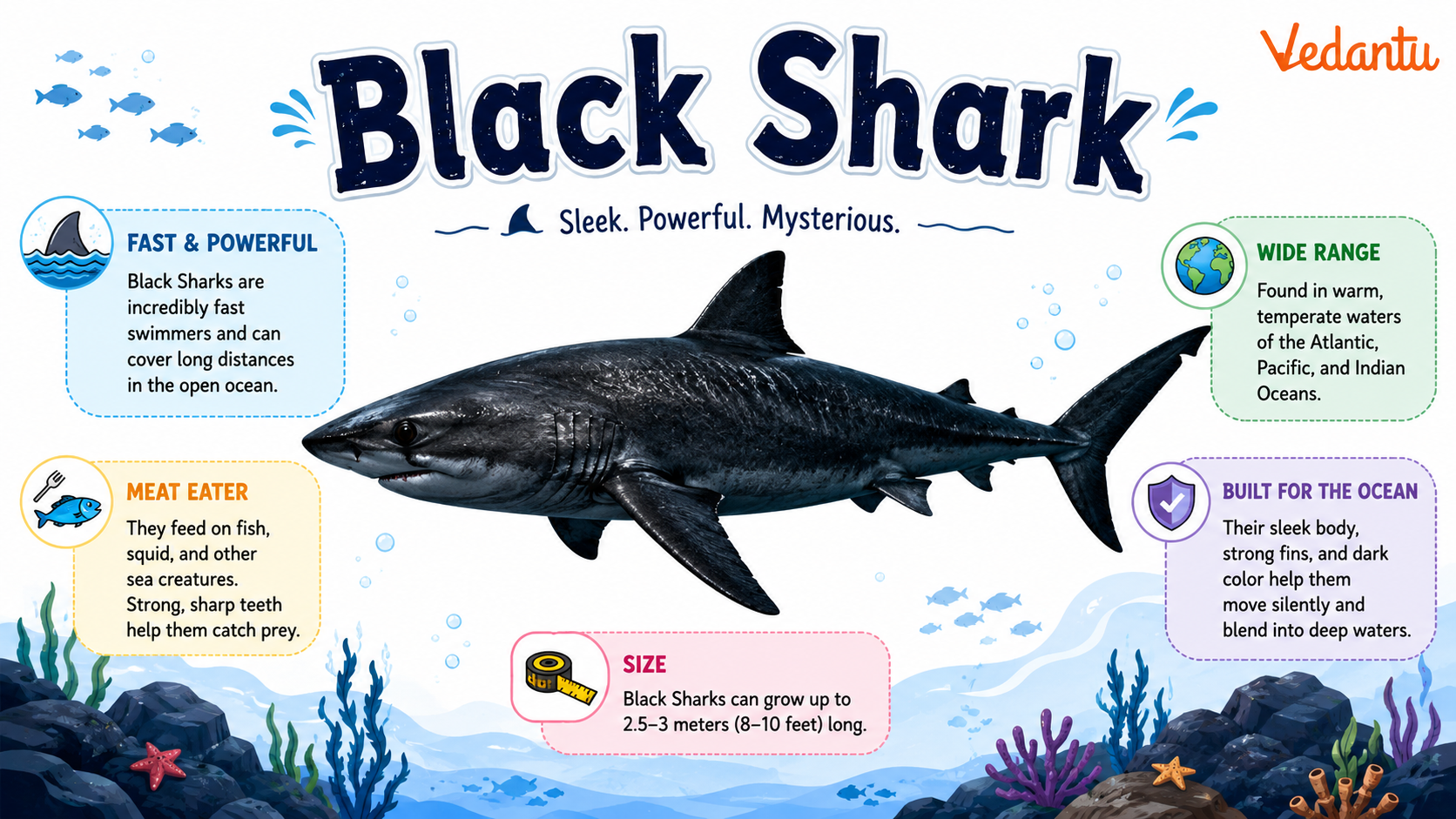Black Shark swimming in the ocean