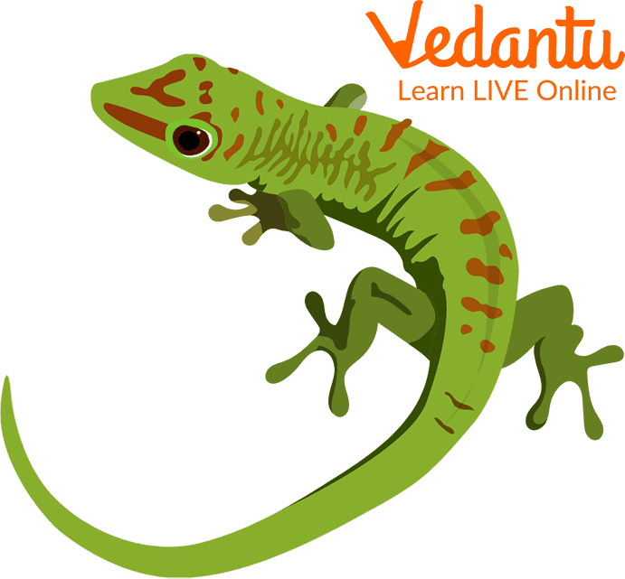 Colour-changing Lizard