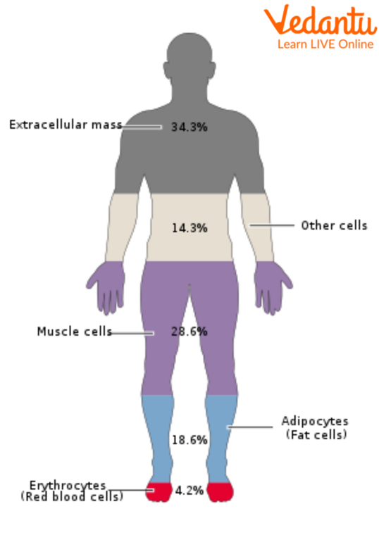 Chemical Composition of Human Body