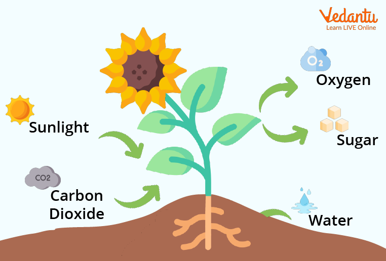 How Do Plants Grow - Facts About Plants for Kids