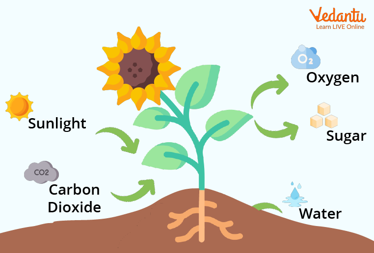 Photosynthesis