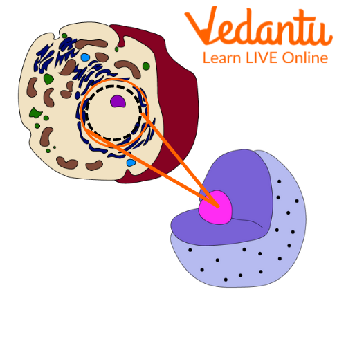 Location of Nucleus