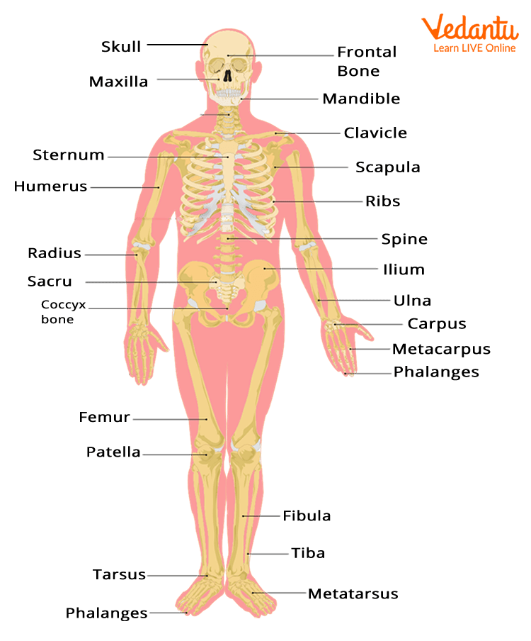 Image of the human skeletal system